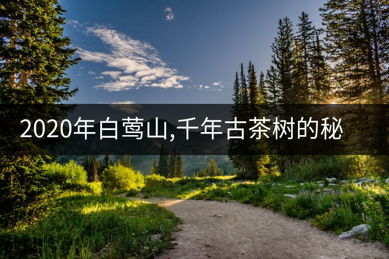 2020年白鶯山,千年古茶樹(shù)的秘密-易武中聘號(hào) 2020年白鶯山,千年古茶樹(shù)的秘密-易武中聘號(hào)
