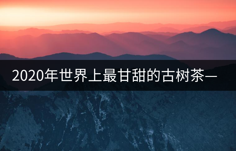 2020年世界上最甘甜的古樹(shù)茶—黃草壩古茶-易武中聘號(hào) 2020年世界上最甘甜的古樹(shù)茶—黃草壩古茶-易武中聘號(hào)