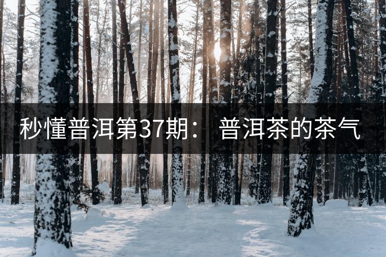 秒懂普洱第37期： 普洱茶的茶氣到底是什么？