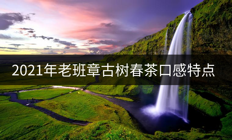 2021年老班章古樹(shù)春茶口感特點(diǎn)? 2021年老班章古樹(shù)春茶口感特點(diǎn)?