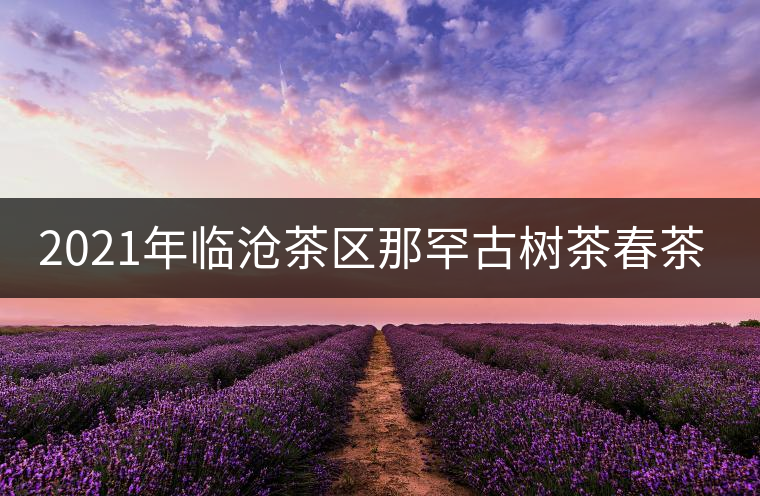 2021年臨滄茶區(qū)那罕古樹茶春茶多少錢一公斤？