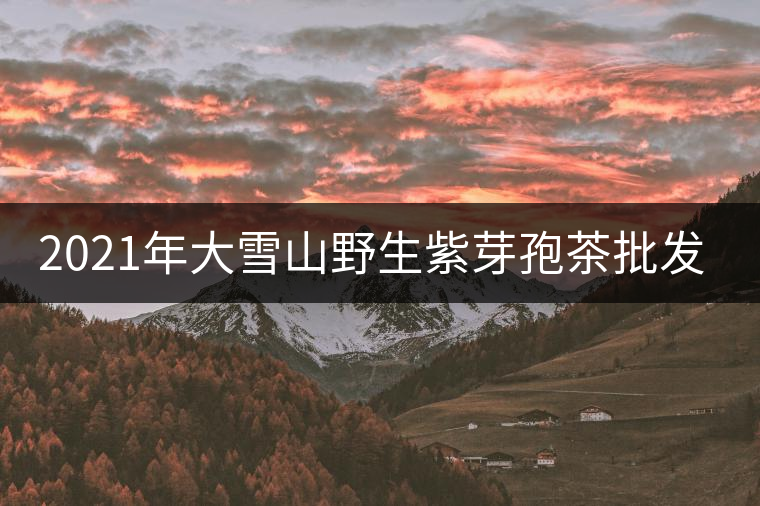 2021年大雪山野生紫芽孢茶批發(fā)價格多少錢一公斤？