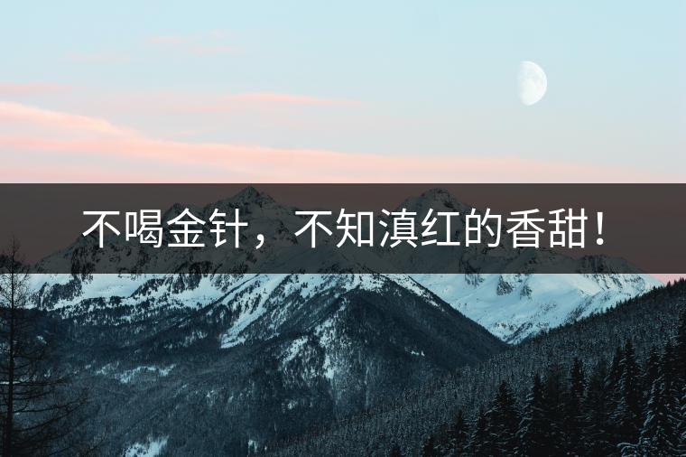 不喝金針，不知滇紅的香甜！