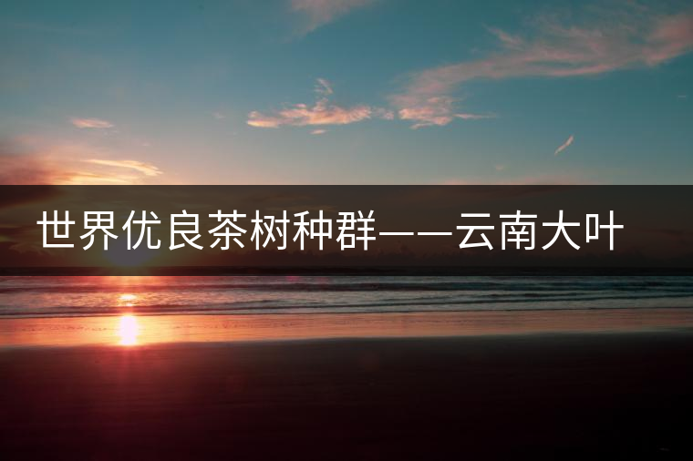 世界優(yōu)良茶樹(shù)種群——云南大葉種 世界優(yōu)良茶樹(shù)種群——云南大葉種