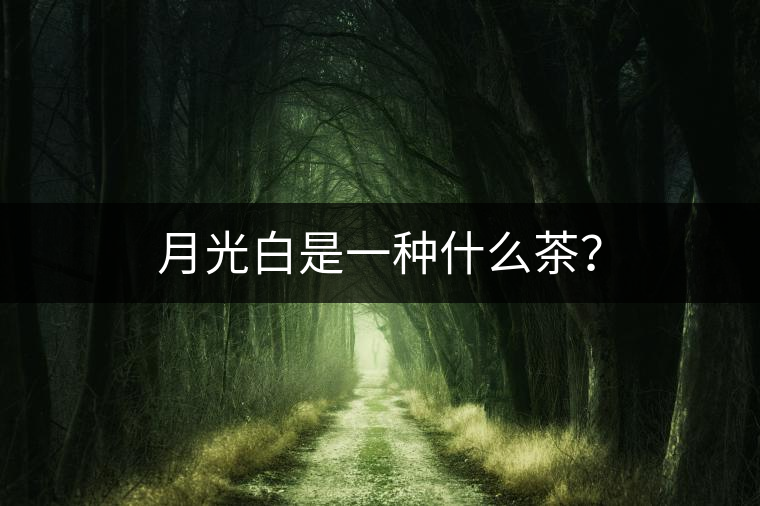 月光白是一種什么茶？