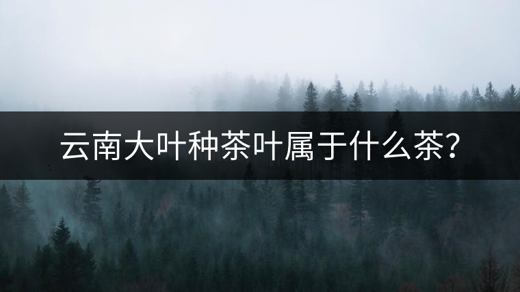 云南大葉種茶葉屬于什么茶？