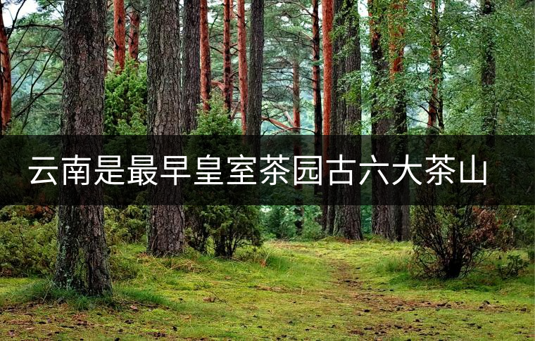 云南是最早皇室茶園古六大茶山發(fā)源地嗎？