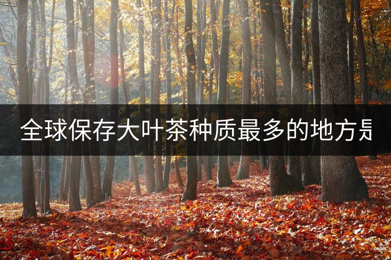 全球保存大葉茶種質(zhì)最多的地方是哪？