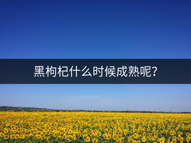 黑枸杞什么時候成熟呢？