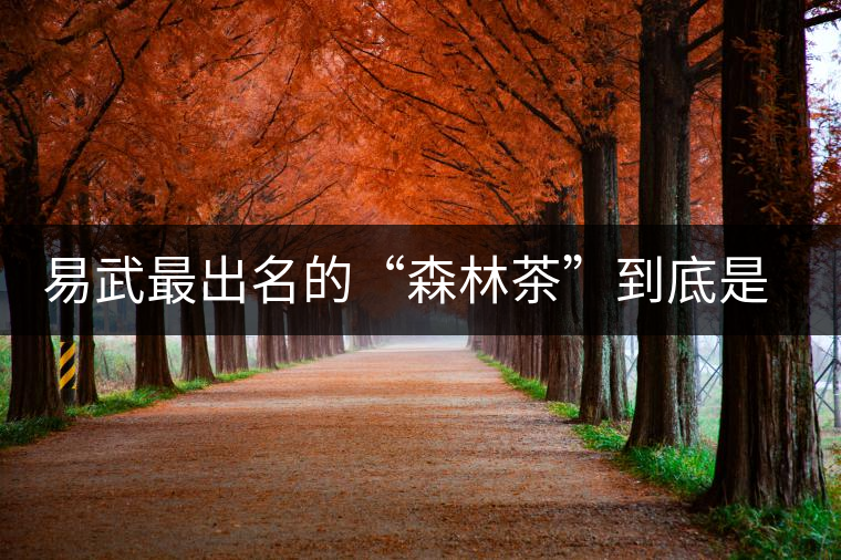 易武最出名的“森林茶”到底是什么茶？