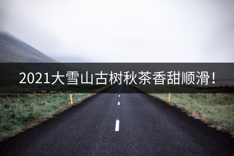 2021大雪山古樹秋茶香甜順滑！