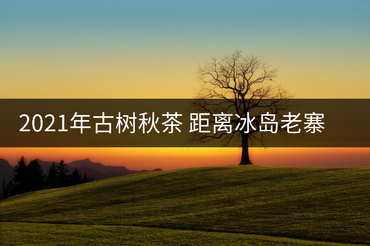 2021年古樹秋茶 距離冰島老寨很近的地界老寨有何不同? 2021年古樹秋茶 距離冰島老寨很近的地界老寨有何不同?