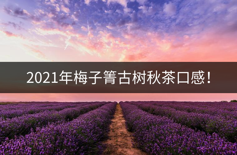 2021年梅子箐古樹(shù)秋茶口感！