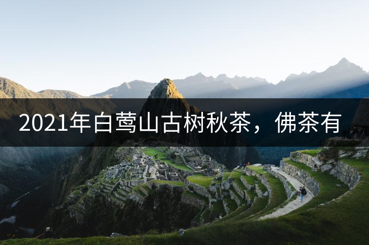 2021年白鶯山古樹秋茶，佛茶有什么魅力？