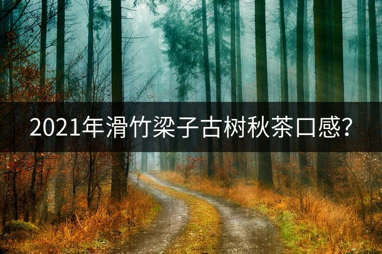 2021年滑竹梁子古樹(shù)秋茶口感？