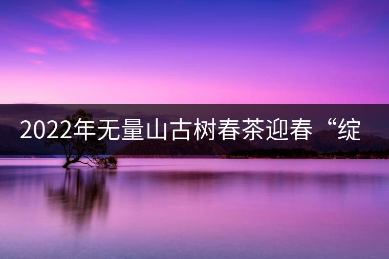 2022年無量山古樹春茶迎春“綻放”！