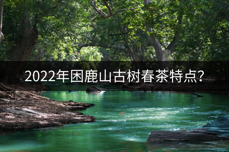 2022年困鹿山古樹春茶特點(diǎn)？