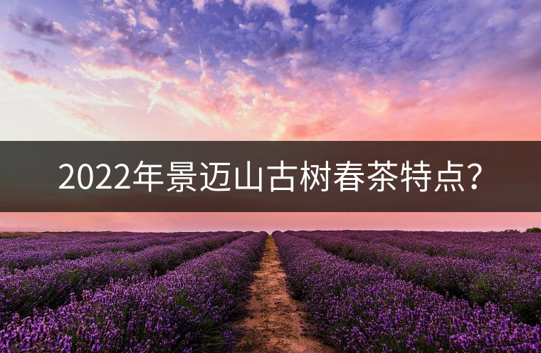 2022年景邁山古樹春茶特點？
