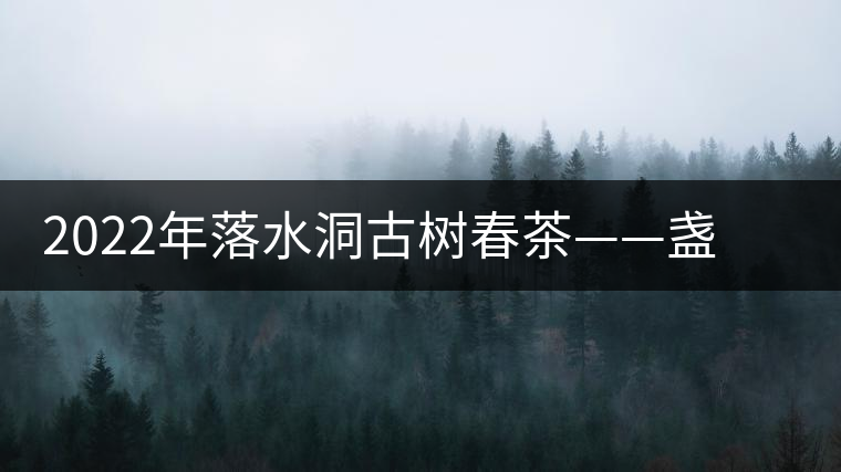 2022年落水洞古樹春茶——盞盛琥珀光，柔甜入人心