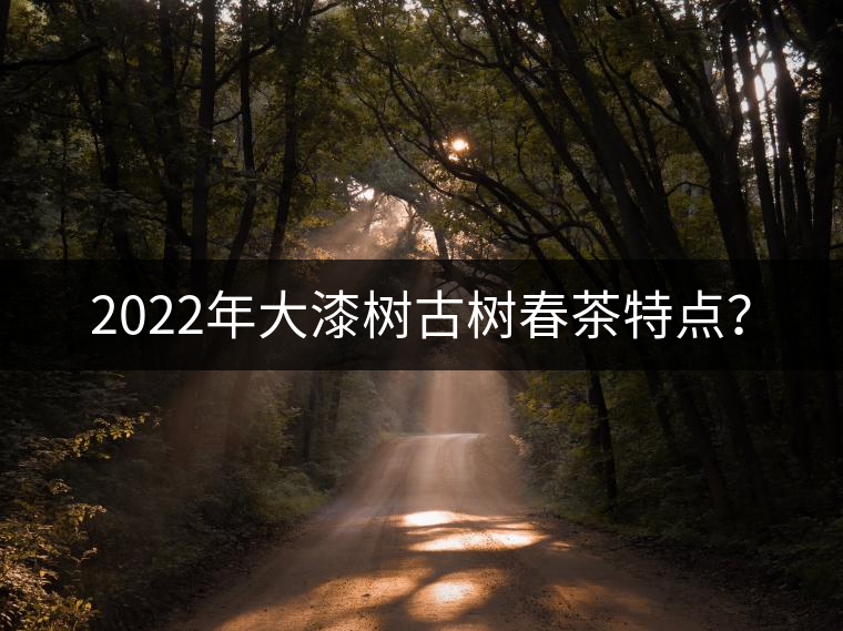 2022年大漆樹古樹春茶特點? 2022年大漆樹古樹春茶特點?