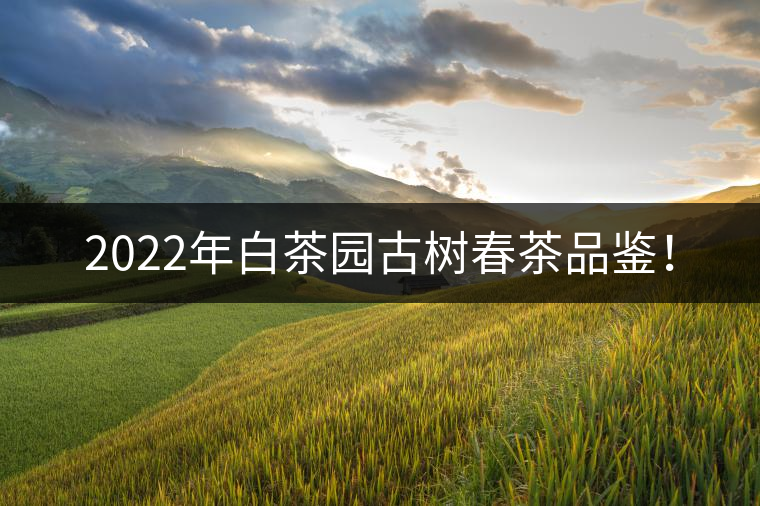2022年白茶園古樹春茶品鑒！