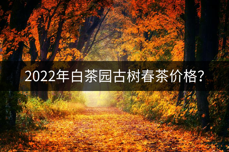 2022年白茶園古樹春茶價格? 2022年白茶園古樹春茶價格?