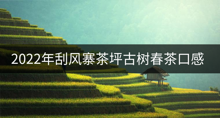 2022年刮風(fēng)寨茶坪古樹春茶口感? 2022年刮風(fēng)寨茶坪古樹春茶口感?