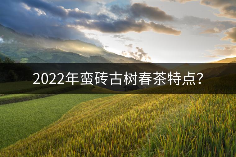 2022年蠻磚古樹春茶特點？