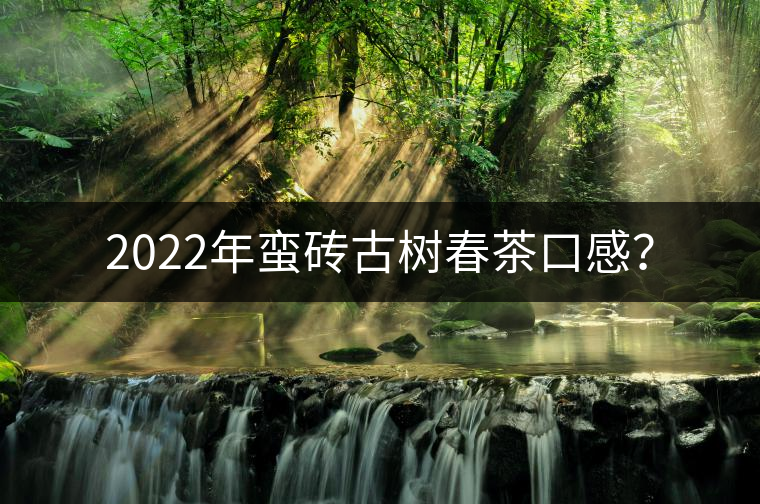 2022年蠻磚古樹春茶口感？