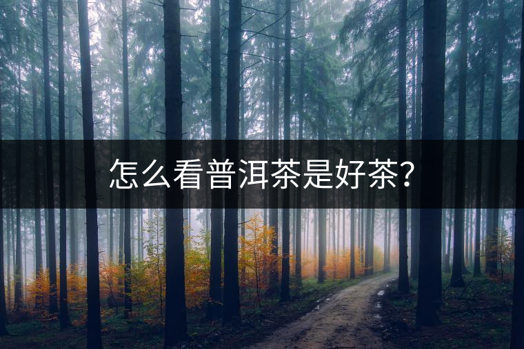 怎么看普洱茶是好茶？