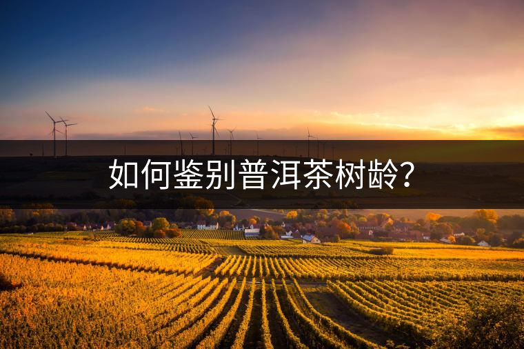 如何鑒別普洱茶樹齡？