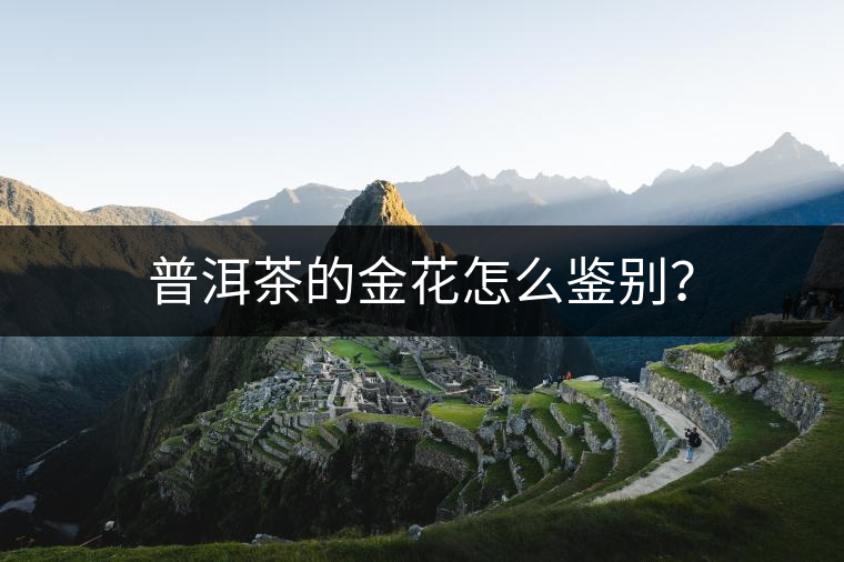 普洱茶的金花怎么鑒別？