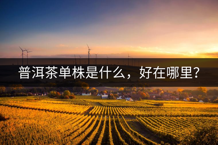 普洱茶單株是什么，好在哪里？