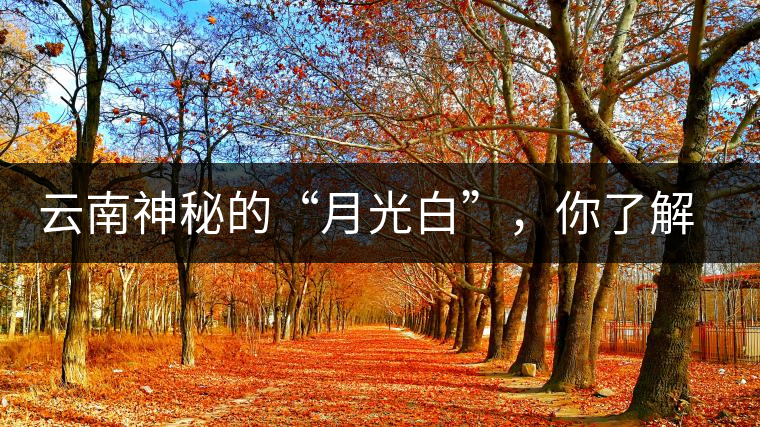 云南神秘的“月光白”，你了解多少？