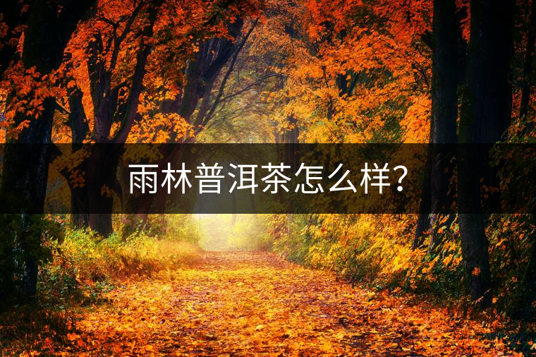 雨林普洱茶怎么樣？