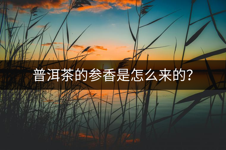 普洱茶的參香是怎么來的？