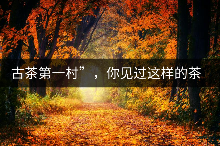 古茶第一村”，你見(jiàn)過(guò)這樣的茶樹(shù)嗎？