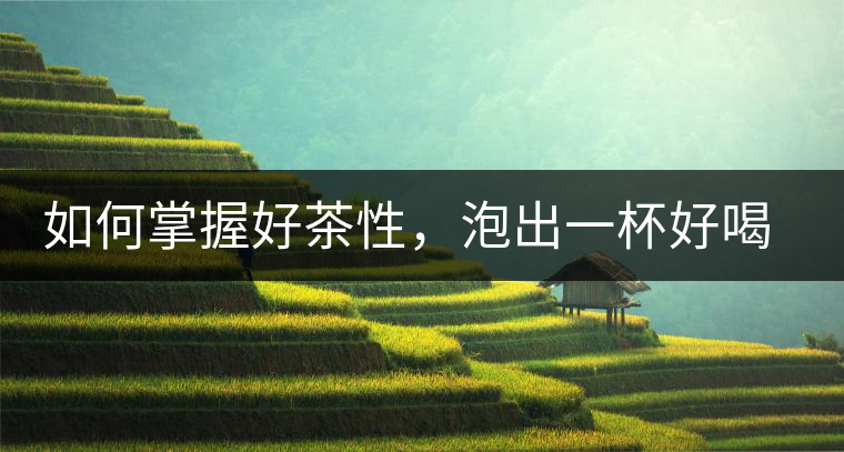 如何掌握好茶性，泡出一杯好喝的普洱熟茶？