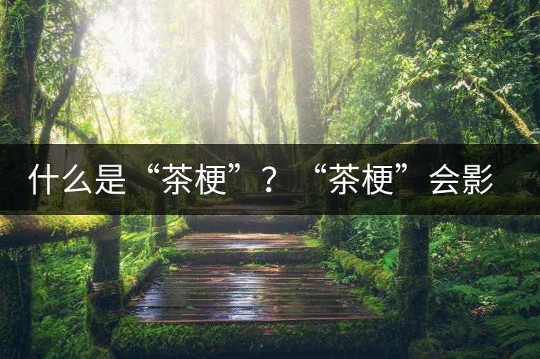 什么是“茶梗”？“茶梗”會(huì)影響普洱茶品質(zhì)？