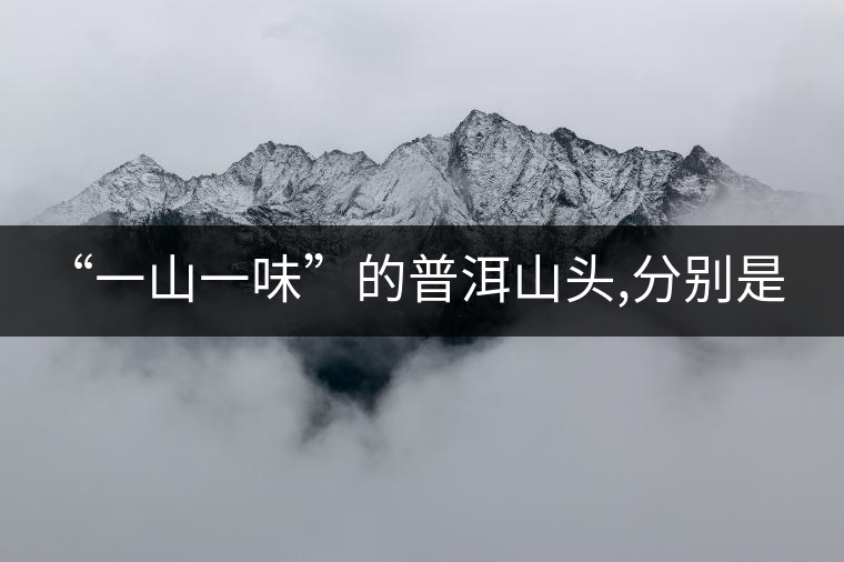 “一山一味”的普洱山頭,分別是什么味?