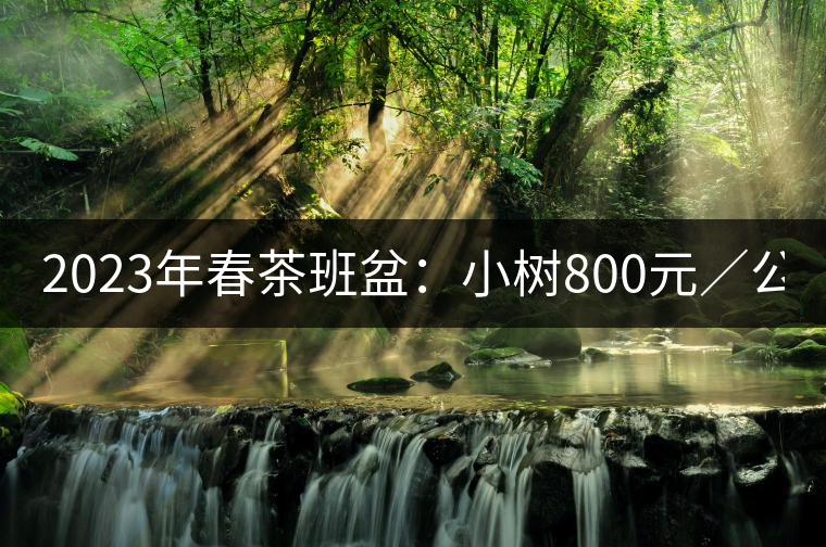 2023年春茶班盆：小樹800元／公斤，古樹1600-2200元／公斤
