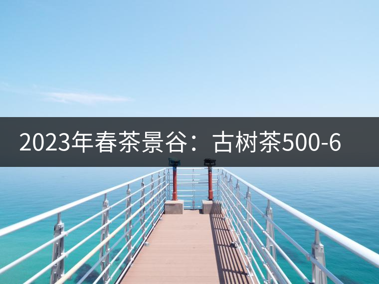 2023年春茶景谷：古樹茶500-600元／公斤，紫芽茶300-480元／公斤，白芽茶1200-2000元／公斤。
