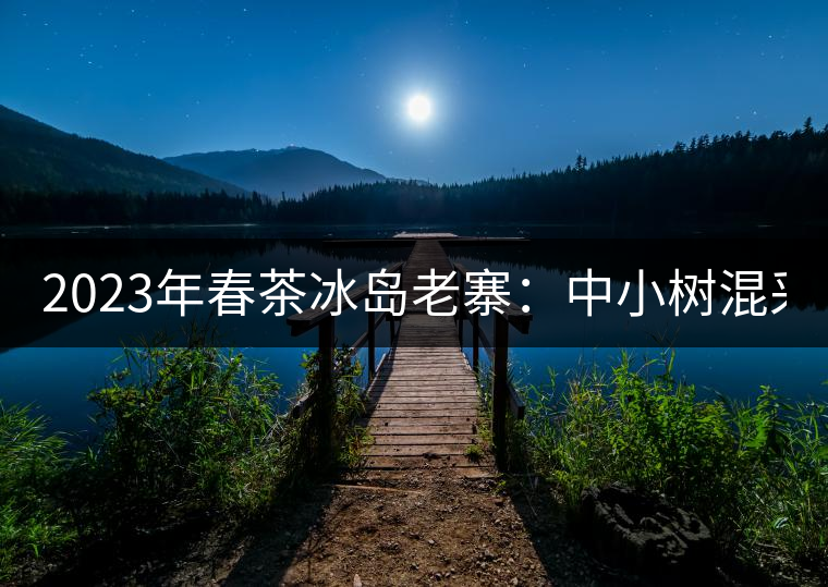 2023年春茶冰島老寨：中小樹混采2500-3000元／公斤，大樹：7000-8000元／公斤，古樹混采：28000-36000元／公斤