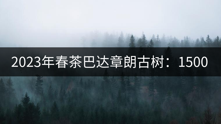 2023年春茶巴達(dá)章朗古樹：1500-1600元／公斤，喬木250元／公斤