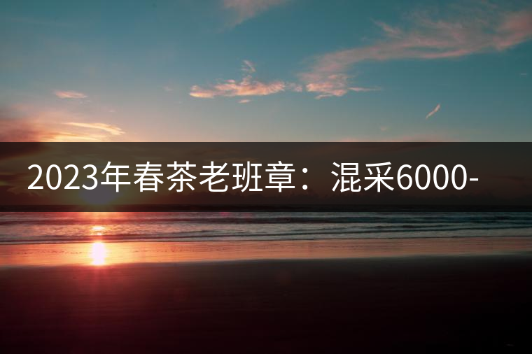 2023年春茶老班章：混采6000-8000元／公斤，挑采：12000元／公斤
