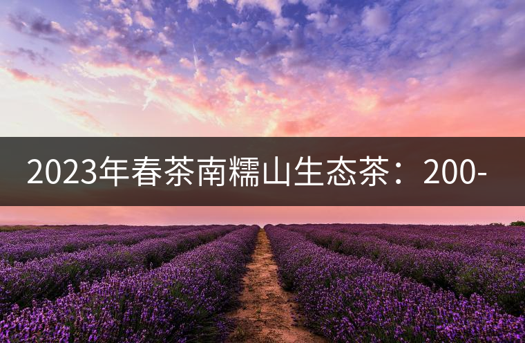 2023年春茶南糯山生態(tài)茶：200-300元／公斤，古樹：900-1500元／公斤