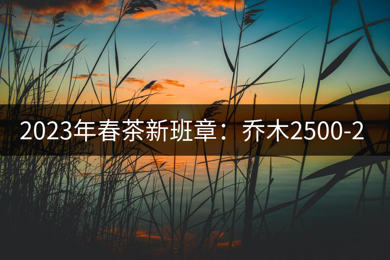 2023年春茶新班章：喬木2500-2800元／公斤 古樹：4500~6500元／公斤