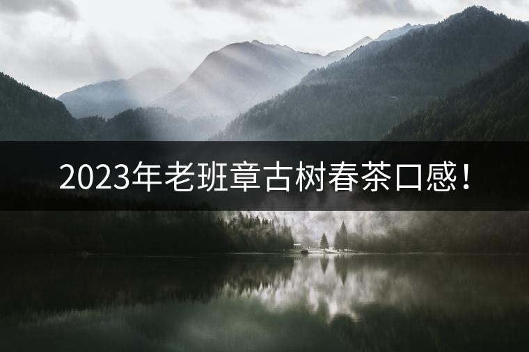 2023年老班章古樹春茶口感！