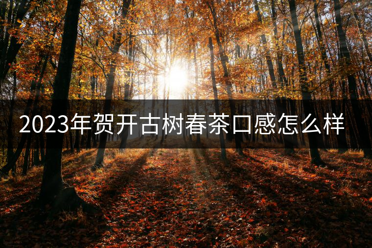 2023年賀開古樹春茶口感怎么樣？
