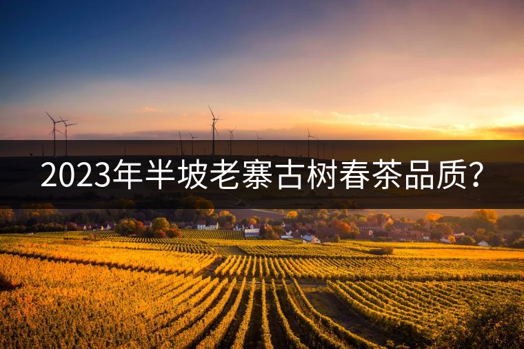 2023年半坡老寨古樹春茶品質(zhì)？